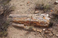 Petrified Log