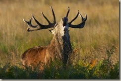 Rusa-Deer-New-Zealand