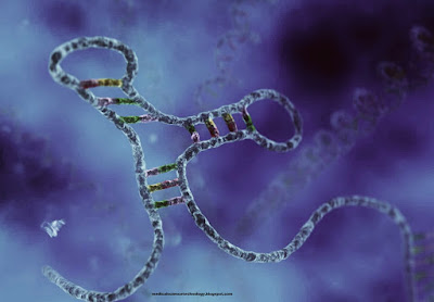 cell membrane,membrane,cell,centrosome,plant cell,chromosome,cilia,heart disease,dna,dna testing,deoxyribonucleic acid,flagella,flagella function,golgi complex,golgi apparatus,lysosomes,lysosome function,microfilaments,microtubules,microtubules function,mitochondria,mitochondria function,nucleus,nucleus function,peroxisomes,peroxisome function,ribosome,ribosomes,ribosomes function,rna,er,smooth er function,