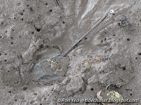 Mangrove Horseshoe Crab (Carcinoscorpius rotundicauda)