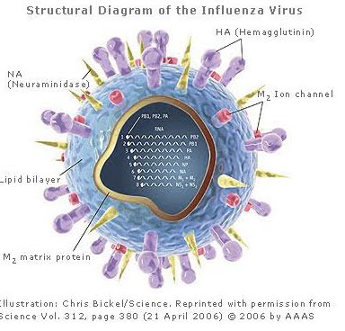 J Juliant Gambar  1 Struktur Virus  Influenza  A