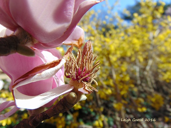 magnolias at George Mason Memorial, Washington DC