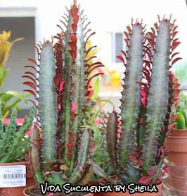 Euphorbia Trigona