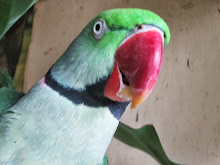 The tough strong "BEAK" of Mittoo at 21 years of age.