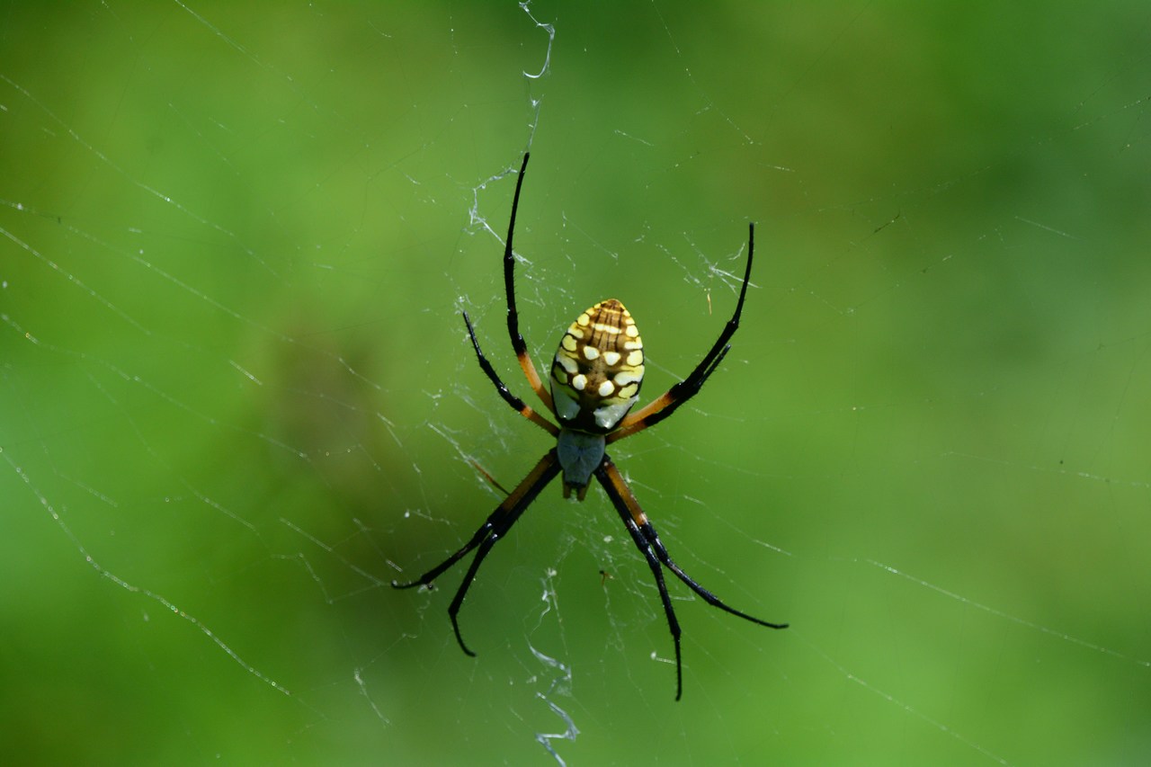 Argiope aurantia