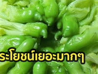ประโยชน์เยอะมากๆ ดอกแค กินแก้ไตรกลีเซอไรด์สูง ไขมันพอกตับ แก้โรคเกาต์ 