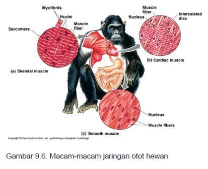 23+ Jaringan Otot Pada Jaringan Hewan, Gambar Tergokil