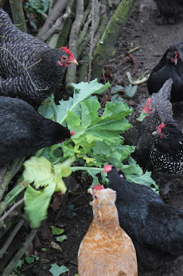 Kale and Cabbage - Treating & Preventing Coryza/Roup in Poultry