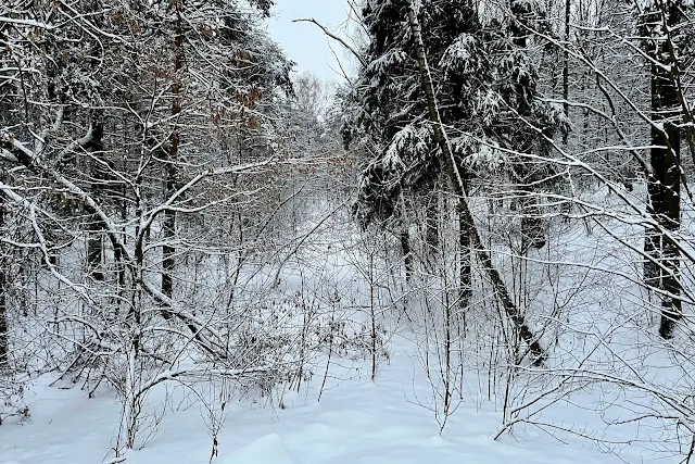 Химкинский лесопарк, долина ручья Воробьёвки