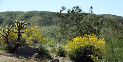 Anza Borrego Desert Bloom