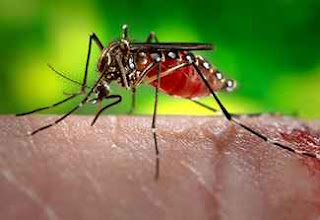 zika virüsü sivrisinek
