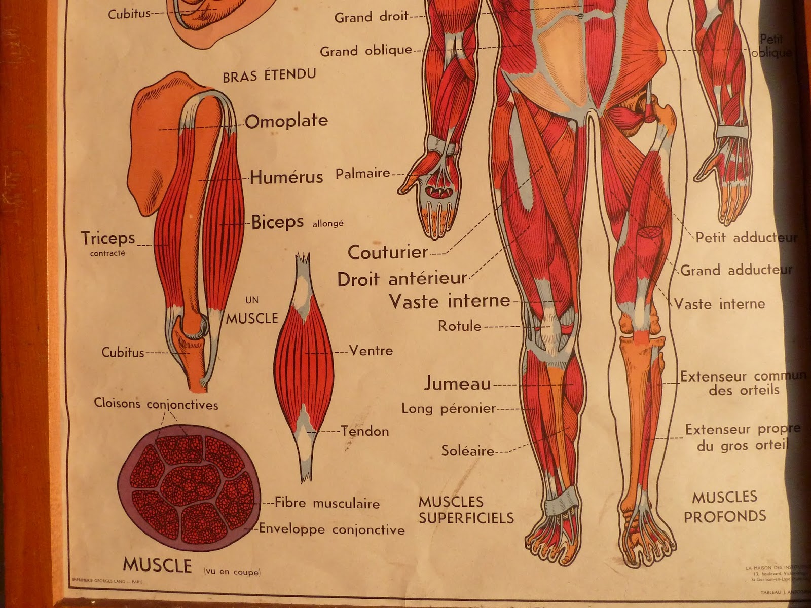 Vintage French Posters Botany Animals Anatomy; old World Maps from