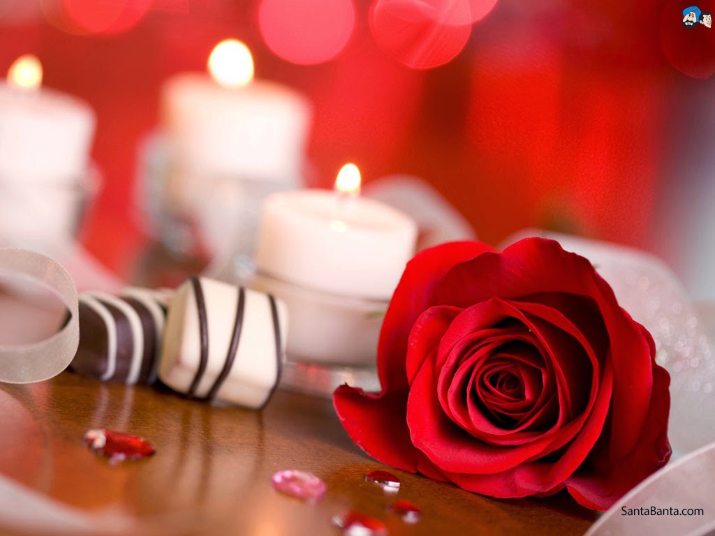 20 Gambar  Foto  Bunga  Mawar  Merah Ayeey com