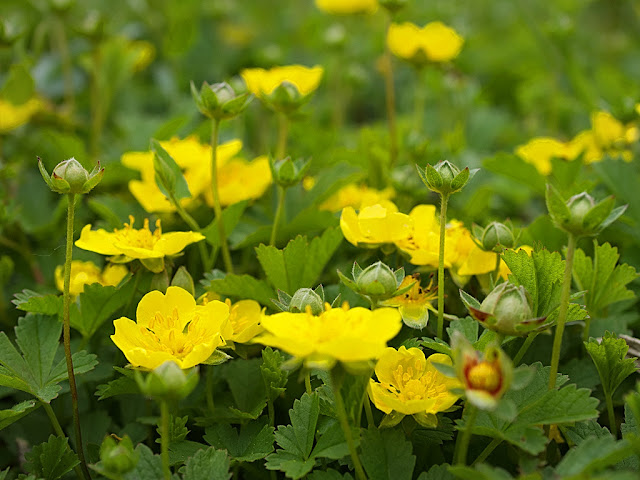 Low angle close up of clump of cinquefoil