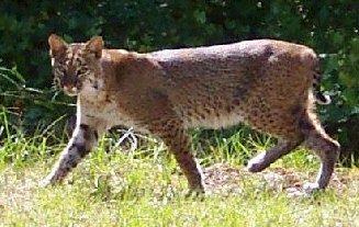 Close Encounters with Florida Wild Cats