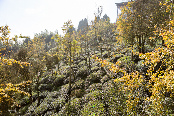 南投武岫農圃銀杏森林步道茶園、大崙山觀景台賞雲海、老K的家下午茶