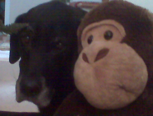 I Miss You Monkey. We will miss you, Monkey.