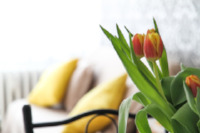 apartment-flowers-tulips-room