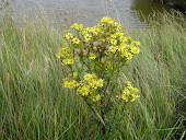 Fleurs de Marais