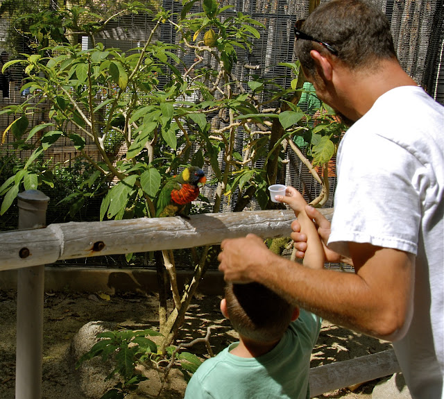 feeding the lorikeet