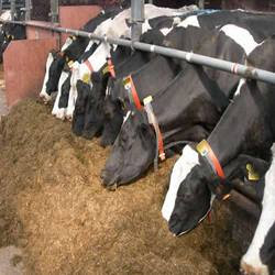 Cattle Feed Supplements