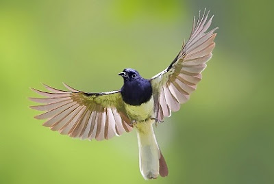 cara merawat burug kacer,burung kacer biar gacor,gacor ngeplong,kacer biar gacor,kacer biar jinak dan gacor,kacer biar cepat gacor,kacer supaya gacor,burung kacer stres,