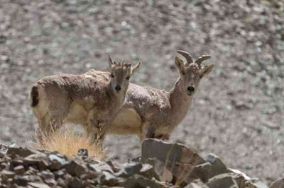 भारत मे पाए जाने वाले 50 जंगली जानवर | Wild Animals of India