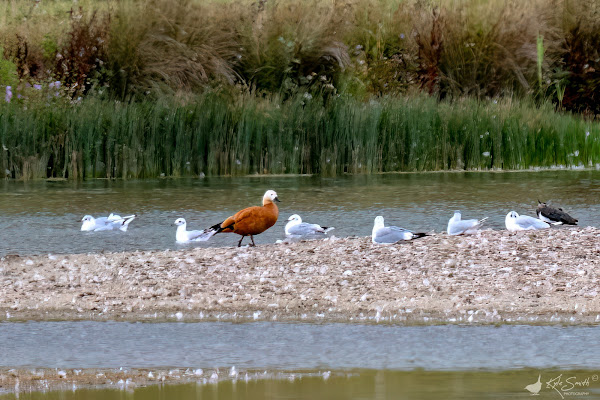 Ruddy shelduck