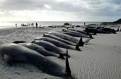 pilot whales