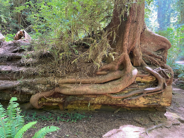 The Big Tree Trail