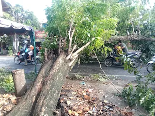 Pohon Tumbang