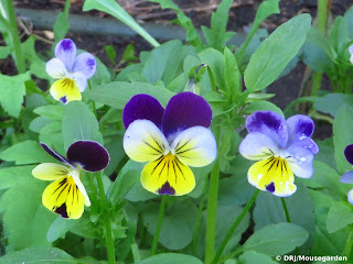 Mixed violas