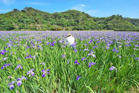 flowers, iris, photographer, fields, mountains, Okinawa