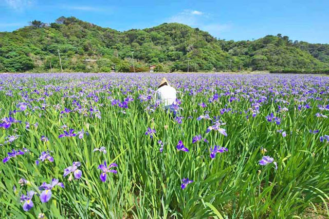 flowers, iris, photographer, fields, mountains, Okinawa