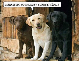 Foto de três cães labradores sentados na soleira de uma porta de madeira rústica, um ao lado do outro. Da esquerda para a direita: chocolate, bege e preto. Os três olham á direita na direção da câmera, o labrador bege está com a boca levemente aberta e acima da cabeça dele há um balão onde lê-se: Como assim diferentes? Somos irmãos...!