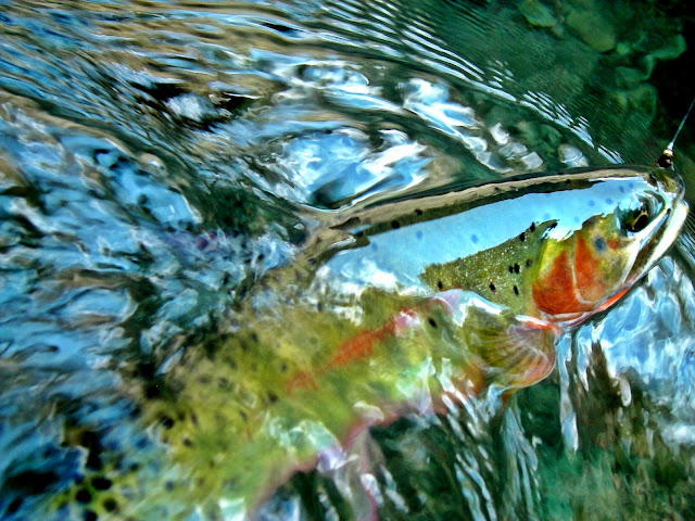 colorado cutthroat trout