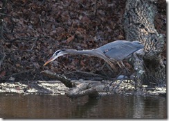 heron3