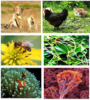 biologiku biologi kita Pola pola interaksi dalam ekosistem