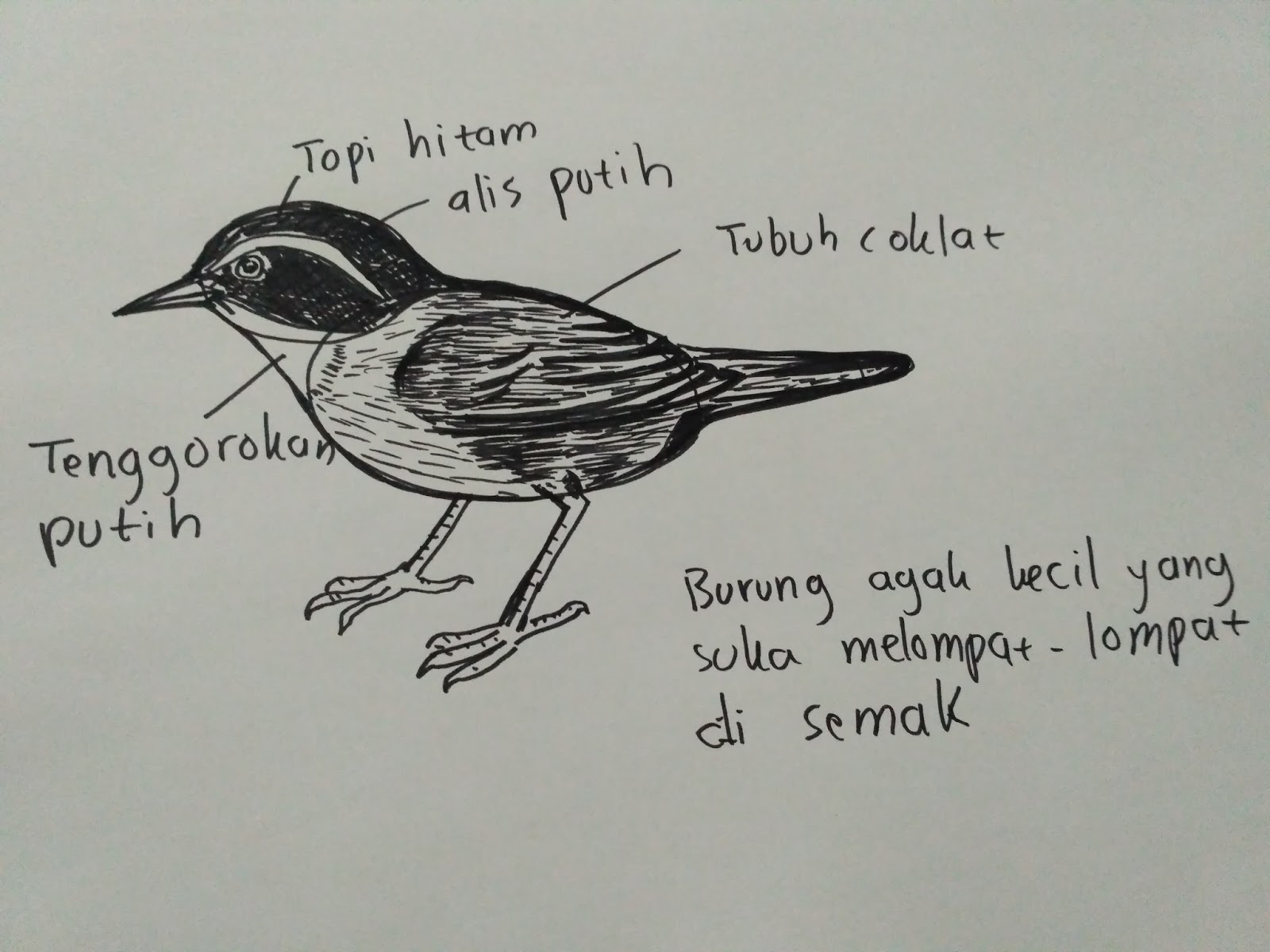 Cara Membuat Sketsa Burung Info Pendidikan Dan Biologi