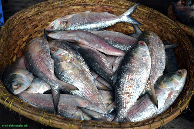 Fresh Fish In Bangladesh