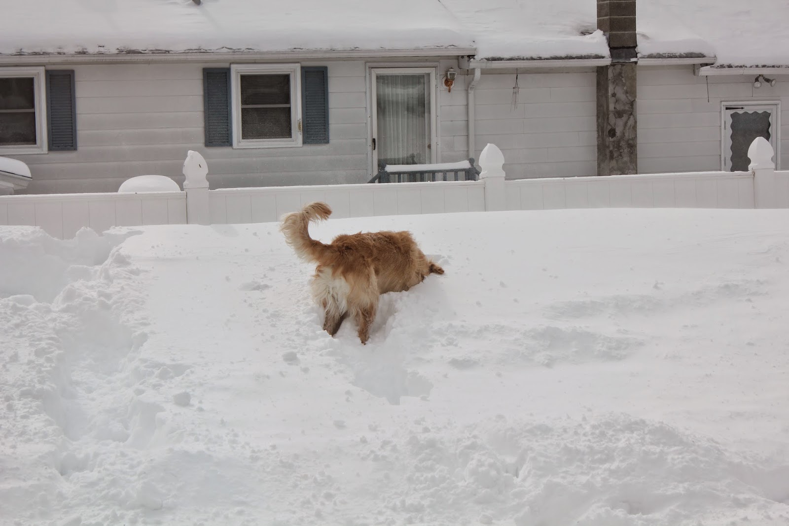 dog hiding his head in snow