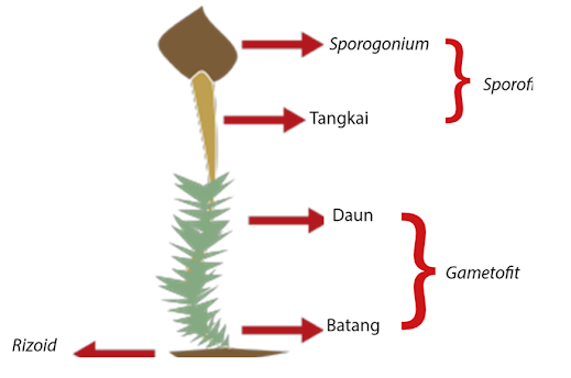 Tumbuhan Lumut beserta bagian-bagiannya