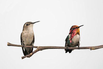 jantan dan betina bee hummingbird