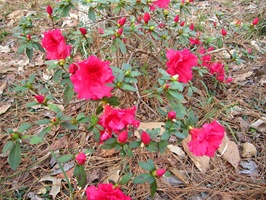 018 (Large)