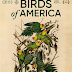 [CRITIQUE] : Birds of America