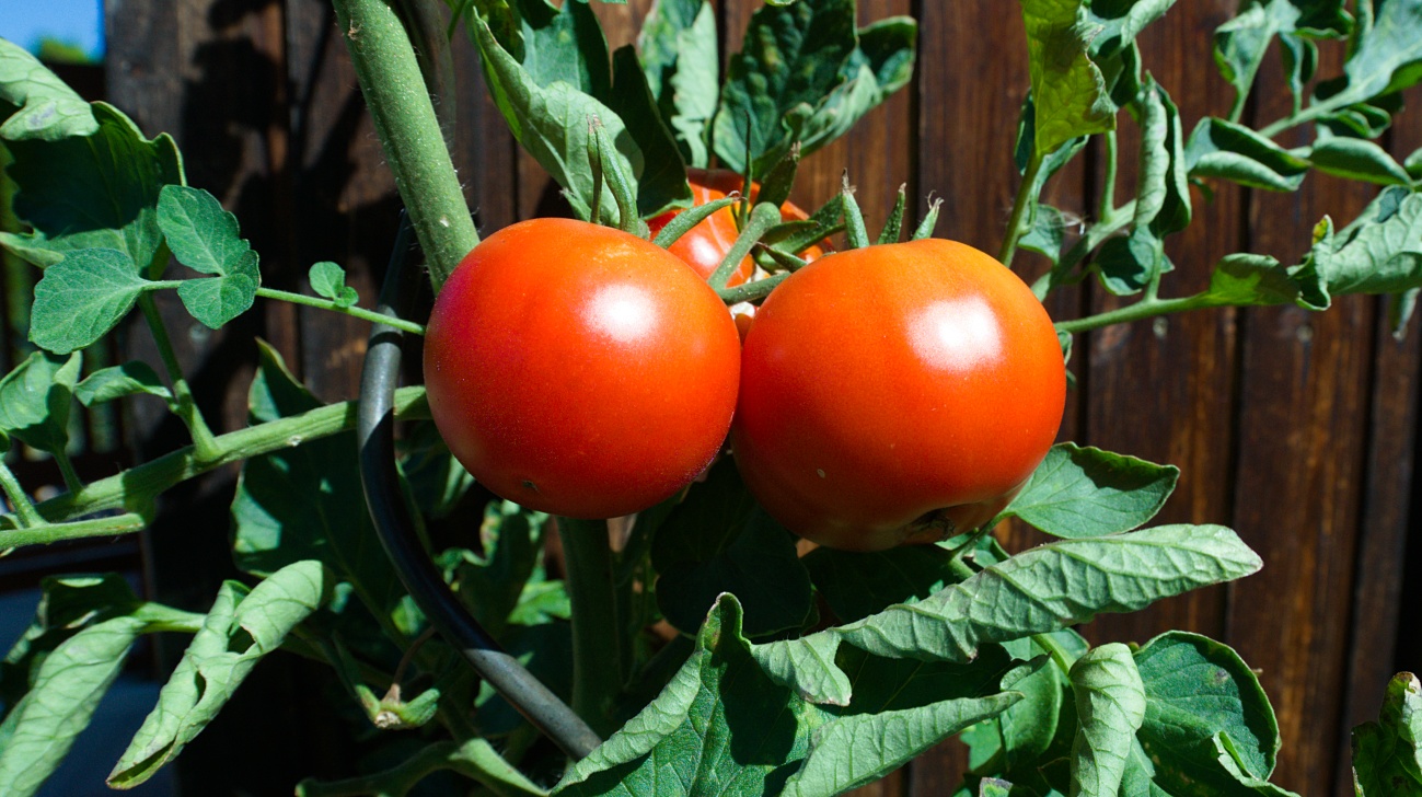 Täglich ein Bild — 21.08.2022 — 233.Tag — Bild #233 — Weitwinklige Tomaten