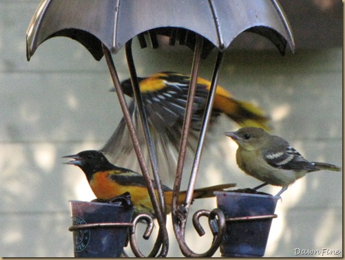 orioles_20090625_016