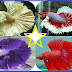 Introduction and Types of Betta Fish