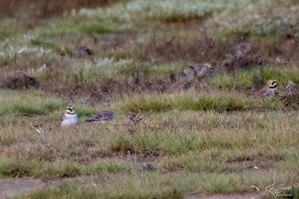 Shore lark