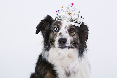 A hound with Heterochromia wearing a colorful crown